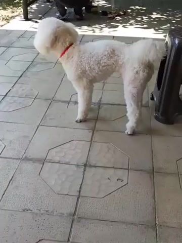 A white poodle stands on a tiled patio, facing left. The dog is wearing a red collar. The patio tiles are square with octagonal inserts. In the background, a person's legs and shoes are visible. To the right of the dog is a dark plastic stool. The scene is outdoors, with sunlight casting shadows.