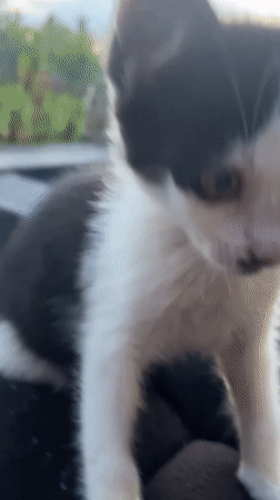 Black and white kitten photographed in Tegallalang, Indonesia