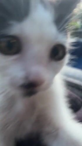 Black and white kitten photographed in Tegallalang, Indonesia