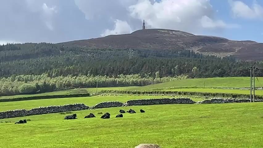 The video shows a green field in the foreground with several cows lounging on the grass near a stone wall. Beyond the field is a line of trees and a hill topped with a tall radio tower. The camera then pans right, showing more of the field and trees, and then to a view of a town near the coast. The water is visible in the distance. The sky is cloudy but there is some sunlight.