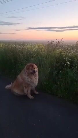 A medium shot captures a fluffy, light brown dog sitting on a paved path. The dog is facing the right side of the frame and looking slightly upwards. Its tongue is slightly out, and its fur appears damp. To the right of the dog, tall green grass and wildflowers grow, with some white flowers visible among the green stalks. In the background, a hazy landscape stretches out, with a soft pink and orange sky at the horizon, suggesting either dawn or dusk. Power lines are visible in the upper portion of the frame against the sky. The overall scene depicts a peaceful outdoor setting.