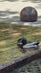 Moscow morning: ducks at water feature, Historical Museum viewed
