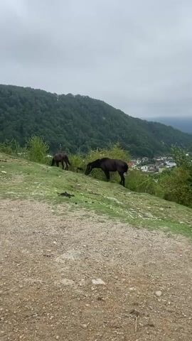 A video shows two dark-colored horses grazing on a grassy hillside. The larger horse in the foreground is facing right with its head down, eating. The smaller horse in the background is facing left, also grazing. The environment is a natural landscape with a densely wooded hill in the background. The sky is overcast. There is a dirt path in the foreground.