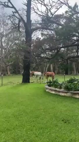 The video shows a grassy yard under a cloudy sky, bordered by trees in the background.  In the distance, there are three horses grazing near the trees, one brown, one white, and one with brown and white markings. In the foreground, a small stone planter is visible along the right side of the screen.  A large, bare tree stands near the left side of the screen.
