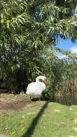 A white swan stands on grassy ground near a body of water. The swan is preening its feathers with its beak. It is facing to the right, with its neck curved downwards. Behind the swan is a dense cluster of green reeds. Above and to the left of the swan, a large tree with long, green, drooping leaves extends over the scene. The sky above is blue with scattered white clouds. Sunlight casts a shadow from the tree onto the ground.