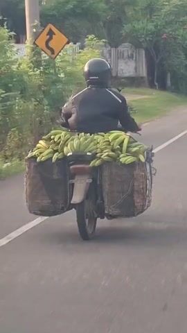 A person wearing a black helmet and a black jacket rides a motorcycle down a paved road. The motorcycle is loaded with large baskets filled with bunches of green bananas on either side. The baskets are attached to the rear of the motorcycle. The background consists of green trees and vegetation, with a faint structure visible in the distance. The road has a white line marking the edge. The lighting suggests it is daytime, possibly early morning or late afternoon.