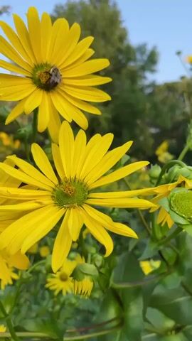 A close-up, vertical shot focuses on two bright yellow flowers with green centers. A bee is visible on the upper flower, appearing to collect pollen. The flowers are in a natural setting with a blurred green background, suggesting foliage and possibly other flowers. The sky is visible at the top of the frame, a clear blue. The camera angle is low, looking up at the flowers.
