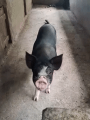 Animals, street food, and backyard plants in Makale