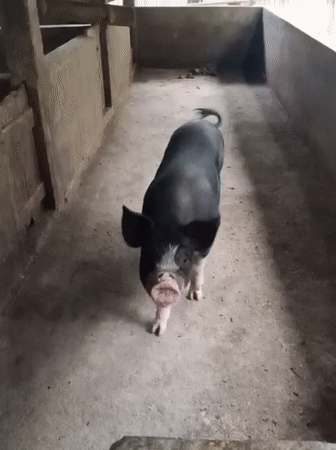 Animals, street food, and backyard plants in Makale
