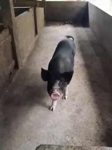 A black pig with a white marking on its face and white front legs walks forward in a concrete enclosure. The pig has large ears and its mouth is open. The enclosure walls appear to be made of concrete blocks.