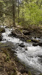 Forest stream with fallen debris documented near Bistritsa, Bulgaria