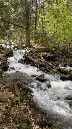 Forest stream with fallen debris documented near Bistritsa, Bulgaria