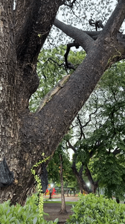 Bangkok morning: wildlife, rainbows, and city streets
