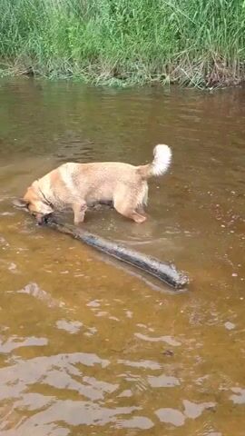 A tan and brown dog stands in shallow, murky water near a bank of tall green grass. The dog is facing left and appears to be chewing or nudging a long, dark, submerged log with its mouth. Water splashes around the dog's front legs. The dog's tail is up and curled slightly.