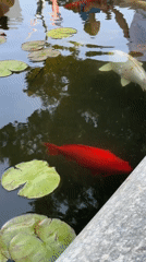 Mother and toddler enjoy afternoon at Ramat Gan park pond