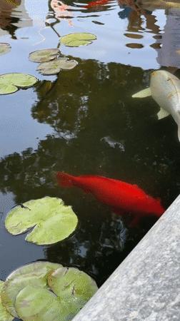 Mother and toddler enjoy afternoon at Ramat Gan park pond