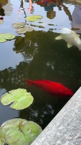 Mother and toddler enjoy afternoon at Ramat Gan park pond