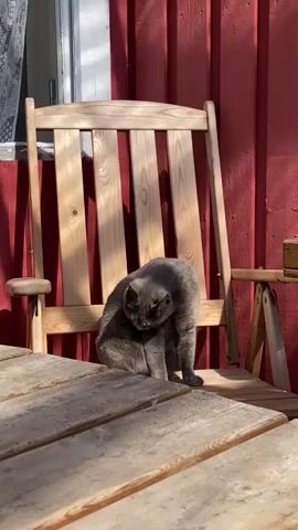 The scene shows a grey cat sitting in a light wooden rocking chair next to a red wooden wall with a window. The cat is grooming itself and looking down. A wooden picnic table is in the foreground, partially obscuring the view of the cat. The lighting suggests a sunny day.