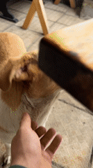 Girl pets dog, cats play in Burgas Bulgaria afternoon