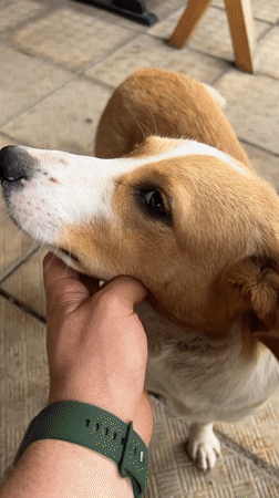 Girl pets dog, cats play in Burgas Bulgaria afternoon
