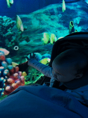 Baby reaches for aquarium display screen
