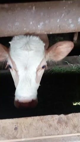 The video shows a close-up of a young cow with white and brown markings. The cow is leaning forward, with its head and part of its body visible. It appears to be in an enclosure with wooden barriers. There is green grass in front of the cow, and a dark area below. The camera is positioned low, at the eye level of the cow. The video shows the cow moving its head from left to right, and then it turns its body. The scene appears to be outdoors or in a barn.