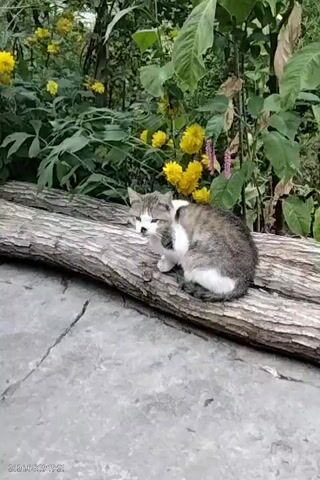 A tabby and white kitten is curled up on a fallen log. It is grooming its front paw. Behind the log, there is lush green foliage with yellow flowers. The ground in front of the log is a light gray, textured surface, possibly concrete. The kitten appears alert and is looking towards the camera.