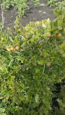 The video shows a close-up of a gooseberry bush laden with ripe berries. The berries are a pale yellow to light green color and are clustered on the branches among green leaves. The bush is outdoors, and in the background, there are rows of other plants and soil, suggesting it is in a garden or field. The camera is focused on the gooseberries, slowly panning across the bush to show the abundance of fruit. The lighting suggests it is daytime.