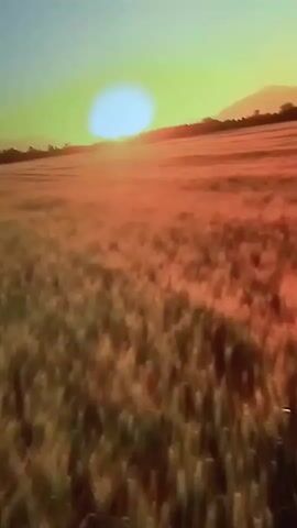 The video is a series of stills from a video game. The first still shows a golden sunset over a field of wheat. The remaining stills show a forest with sunlight filtering through the trees.