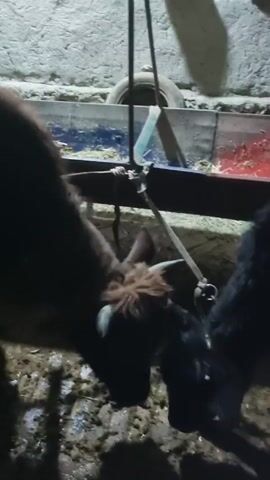 Here is a description of the video:

The video shows a dimly lit indoor space, likely a barn, where two animals are eating from a trough. The animal on the left is a dark brown color with lighter brown fur on its head and small horns. The animal on the right is mostly black. The floor is muddy and littered with straw. In the background, there is a concrete wall and a feeder trough with red, blue and silver paint.  A tire is visible behind the feeder. A person's hand enters the frame and gently strokes the head and horns of the brown animal. The animal appears to be tethered.
