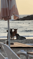 Beachside dining with dogs playing on Tel Aviv shore
