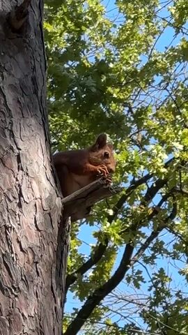 A squirrel sits on a tree branch, eating. The squirrel is reddish-brown with a bushy tail. It is holding something in its paws and bringing it to its mouth. The squirrel is in a tree with green leaves and blue sky in the background. The tree bark is rough and brown.