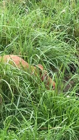 The video shows a close-up view of a grassy field. Two young deer, one light brown and one white, are nestled amongst the tall grass. They appear to be resting or hiding. The camera pans slightly to the left, revealing two rabbits in the grass, one black and one white. The scene is peaceful and natural, with the animals blending into their surroundings. The lighting suggests it is daytime.