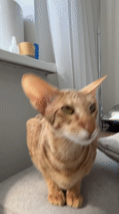 Orange tabby cat filmed in Khimki apartment morning hours