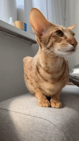 Orange tabby cat filmed in Khimki apartment morning hours