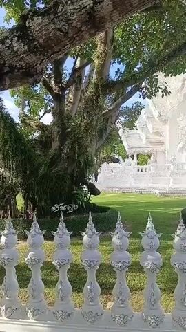 The video pans across a lush green lawn in front of a white, ornate building with intricate architectural details, possibly a temple. A large tree with mossy branches is on the left side of the frame, with its leaves casting shadows on the lawn and the building. A white decorative fence with pointed finials is in the foreground, obscuring the lower part of the scene. The sky is blue with some clouds visible. There are no people clearly visible in the frame. The overall impression is one of serene beauty and spiritual significance.