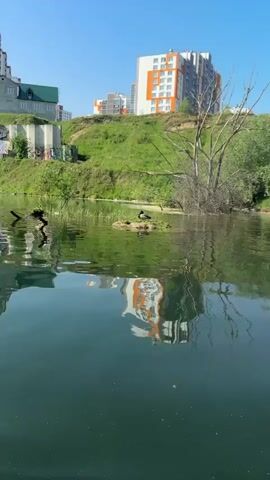 The video shows a small body of water on a sunny day. On the water, a couple of ducks are perched on a small patch of land. The camera is also on the water, presumably in a boat, and is moving forward towards the ducks. Reflections of buildings on the shore are visible in the water. In the background, there's an apartment building and a green grassy hill.