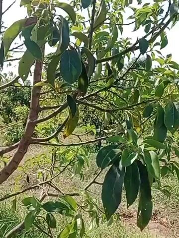 A video pans across a fruit orchard, showing rows of trees under a clear blue sky. The foreground is dominated by the branches and leaves of an avocado tree, with several developing fruits visible. As the camera moves, it reveals other fruit trees, including what appear to be mango trees, and some banana plants in the background. The ground is covered in dry grass and soil. Several people are walking away from the camera down a dirt path that runs through the orchard. They are dressed in casual clothing, and some are barefoot. The overall impression is of a warm, sunny day in a rural agricultural setting.