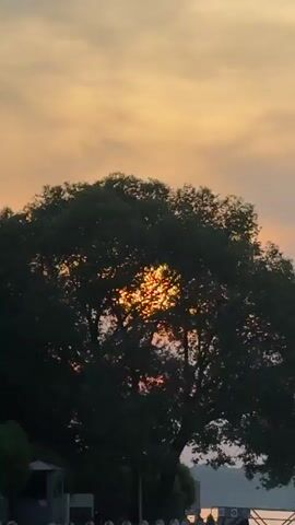 The video captures a serene sunset scene at a marina. The sky is painted with hues of orange and yellow, with soft clouds drifting across. A large, lush green tree stands prominently in the foreground, its branches reaching towards the sky. The setting sun peeks through the leaves of the tree, creating a warm glow and casting dappled light. In the background, a calm body of water is visible, reflecting the colors of the sunset. Several boats are docked at the marina, some covered with tarps, suggesting a peaceful evening. The scene is tranquil and evokes a sense of calm and natural beauty.