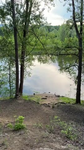A serene outdoor scene unfolds with a body of water reflecting the sky and trees. The foreground shows a dirt path leading down to the water's edge, flanked by tall trees with green foliage. The trees create a natural frame for the calm water, which mirrors the surrounding lush greenery and the soft, cloudy sky. There are small rocks scattered along the shoreline and a few dark shapes that could be animals or debris in the water. The overall atmosphere is peaceful and natural.