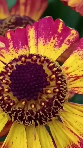 The video shows a close-up of several helenium flowers in bloom. The flowers have yellow petals with red streaks and dark centers. The camera pans across the flowers, showing them from different angles. The background is a blur of green foliage.