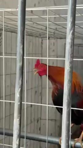 A rooster is shown in a gray wire cage, partially obscured by gray metal bars. The rooster is mainly red and brown, with some black feathers. It faces to the left and crows.  The background is a light gray wall.