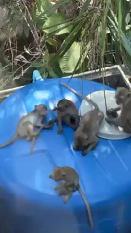 The video shows a group of monkeys on a large blue plastic lid, with greenery visible in the background. There are five monkeys in total. Two of them are engaged in what appears to be playful wrestling near the edge of the lid. A third monkey sits alone towards the bottom of the frame. The remaining two monkeys are gathered around a white plate, seemingly interacting with something on it.  The scene is lit naturally, and the camera is held at a slightly elevated angle looking down on the monkeys.