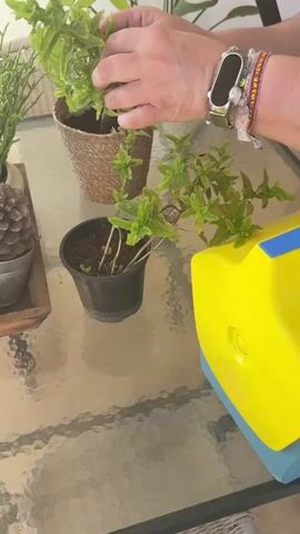 A person's hands are seen adjusting the leaves of a small potted plant on a glass table. The plant is green and leafy, in a woven pot. To the left of it, there are more plants, including a pinecone in a metal pot. To the right is a bright yellow and blue object, possibly a gardening tool. The person is wearing a watch and several bracelets on their left wrist. The background appears to be a patio or outdoor setting. The lighting is bright and natural.