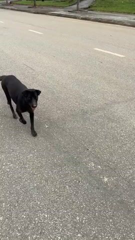 A black dog walks along a paved road. The dog has a thin build and appears to be a mixed breed. It looks at the camera briefly before continuing to walk away. The road is lined with a low, decorative wall and some trees. The sky is overcast.