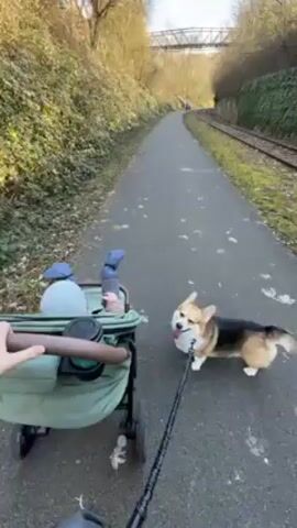 A person pushes a light green stroller down a paved path on a bright day, with a corgi dog attached to a leash and walking alongside. The person's hand grips the stroller handle. A baby is in the stroller, wearing blue and white. The corgi, with black, tan, and white fur, trots beside the stroller with its tongue slightly visible. A railway track runs parallel to the path, to the right.  Green vegetation lines both sides of the path. A bridge-like structure is visible in the distance. Another person is far ahead on the path. The camera's viewpoint is from the person pushing the stroller.
