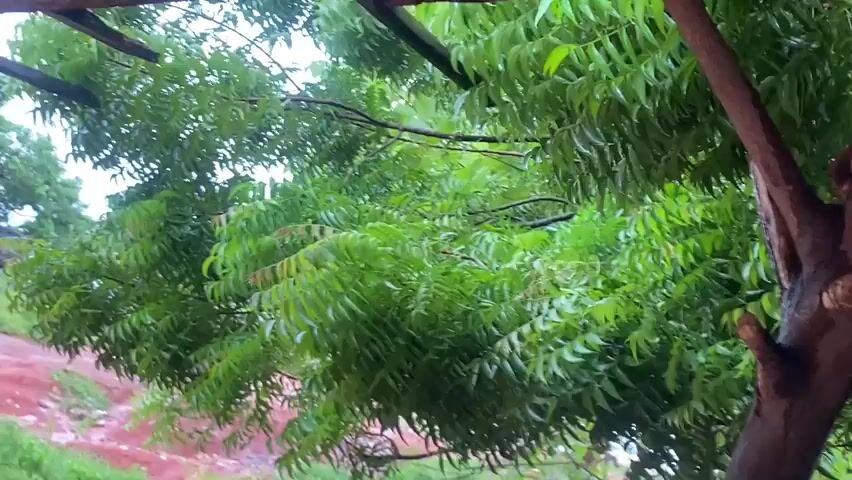 The video captures a close-up view of a tree, likely a neem tree, with abundant vibrant green leaves. The leaves are actively swaying and rustling, indicating the presence of wind. A distinct sound of wind and possibly rain is audible throughout the clip. Portions of the tree's dark brown trunk are visible on the right side of the frame, along with several branches extending across the top. In the background, a slope of reddish-brown earth or dirt can be seen, partially covered by other green vegetation. The lighting suggests it is daytime, possibly overcast, contributing to the slightly muted but clear colors of the foliage. The scene depicts an outdoor environment experiencing windy and potentially rainy weather in Auchi, Nigeria. There is no visible text.