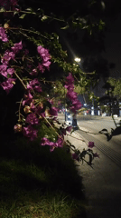 Nighttime Da Lat street scenes captured with illuminated flowers, lights