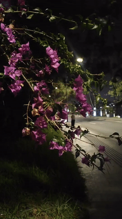 Nighttime Da Lat street scenes captured with illuminated flowers, lights