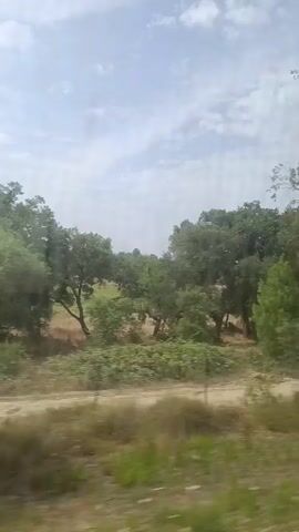 This is a first-person perspective video of a landscape viewed from a moving vehicle, likely a train. The video shows a rural or natural environment with trees, vegetation, and a dirt path. The sky is partly cloudy. The camera appears to be focused on the passing scenery, creating a sense of motion. There are no people or identifiable objects that suggest a specific location or event. The lighting suggests it is daytime. The video captures the essence of a journey through a wooded or natural area.